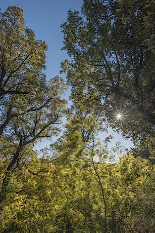 134-le-mimosa-dans-lesterel-fev-2017_460px.jpg