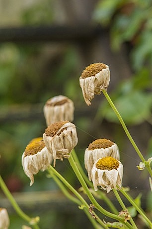 26-lhumidite-du-jardin-aout-2016_460px.jpg